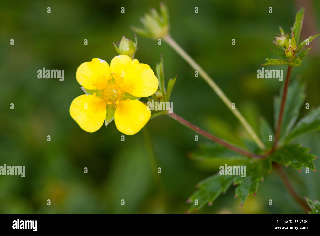 Common tormentil, Blootroot, Shepherd`s Knot (Potentilla erecta), blooming, Germany Stock Photo